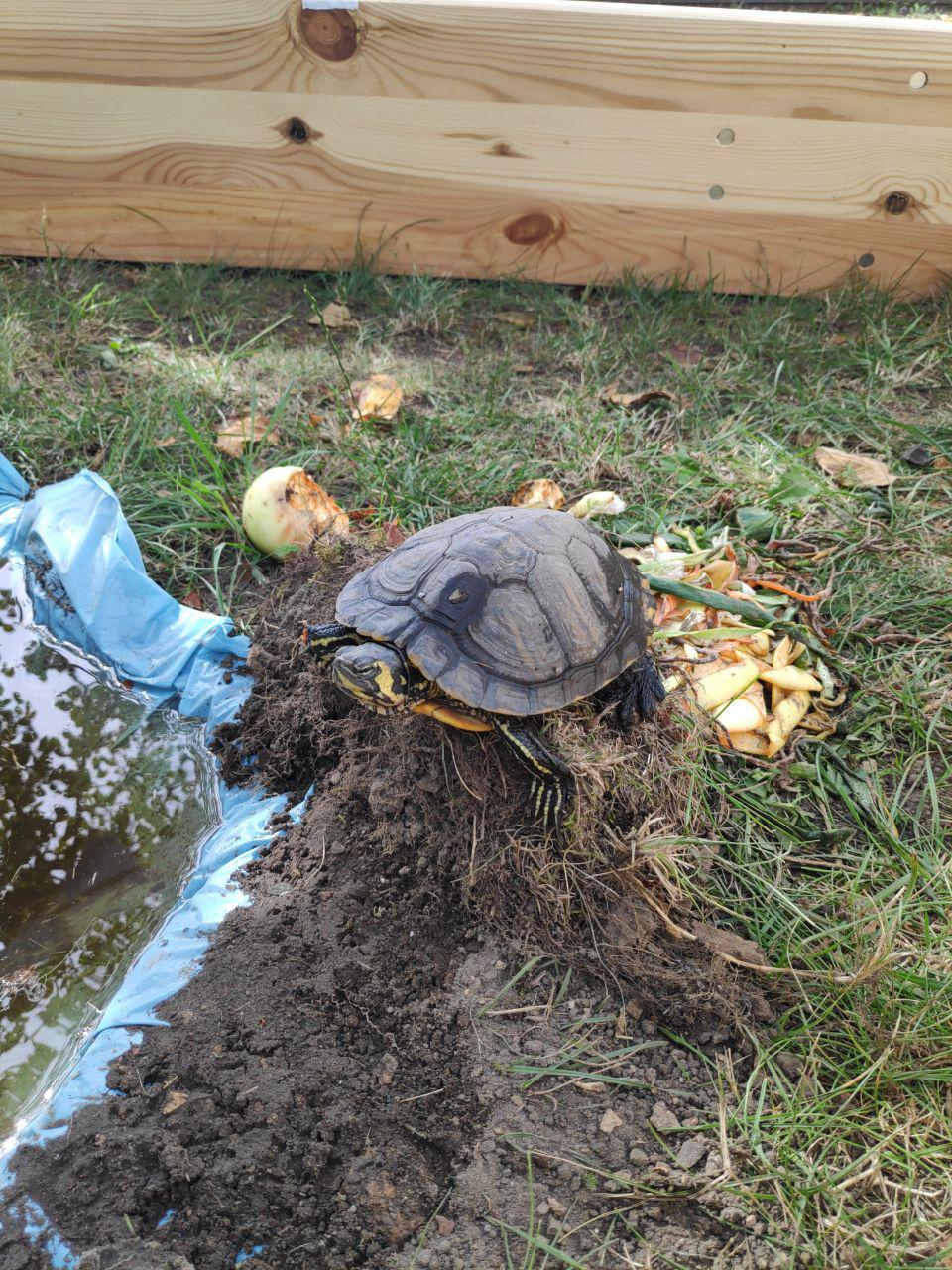 Rupert auf dem Camp auf der Wiese